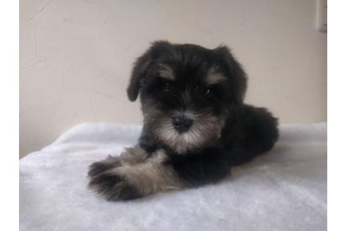 成約済の千葉県のミニチュアシュナウザー-24293の1枚目