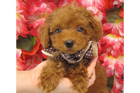 成約済の茨城県のトイプードル-25591の3枚目