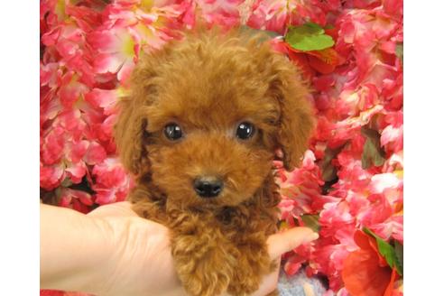 成約済の茨城県のトイプードル-25591の1枚目