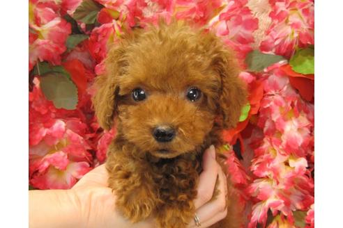 成約済の茨城県のトイプードル-25591の2枚目