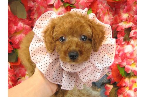 成約済の茨城県のトイプードル-25592の1枚目
