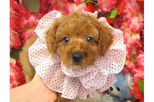 成約済の茨城県のトイプードル-25592の2枚目