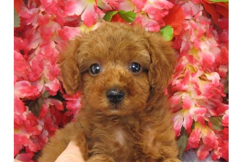 成約済の茨城県のトイプードル-25592の3枚目