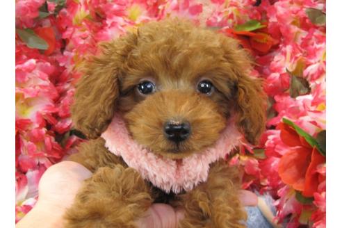 成約済の茨城県のトイプードル-25593の2枚目