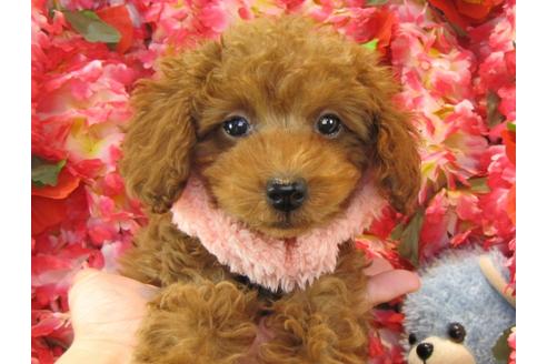 成約済の茨城県のトイプードル-25593の3枚目