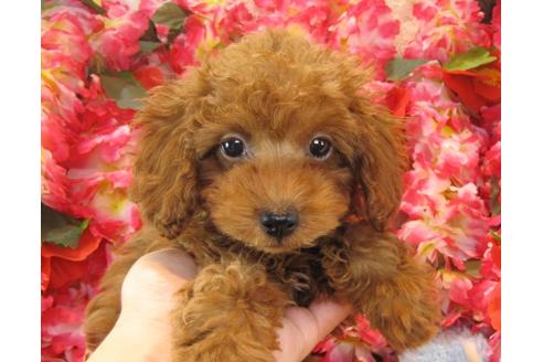 成約済の茨城県のトイプードル-25593の1枚目