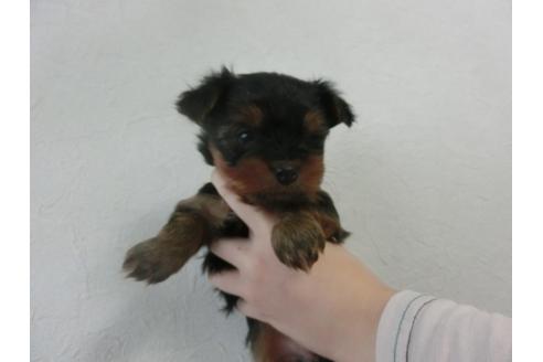 成約済の福岡県のヨークシャーテリア-25614の1枚目