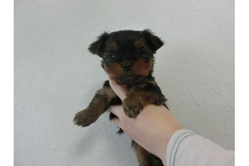 成約済の福岡県のヨークシャーテリア-25614の2枚目