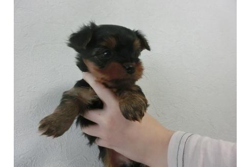 成約済の福岡県のヨークシャーテリア-25614の3枚目