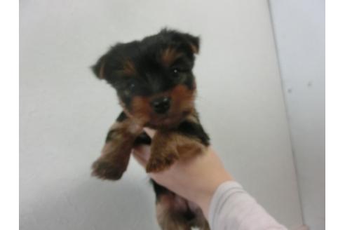 成約済の福岡県のヨークシャーテリア-25615の3枚目