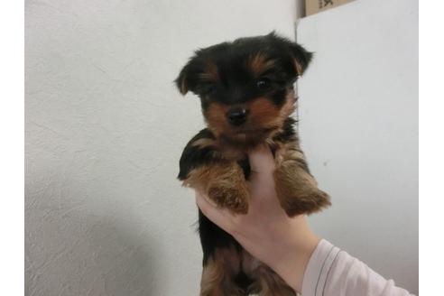 成約済の福岡県のヨークシャーテリア-25615の4枚目