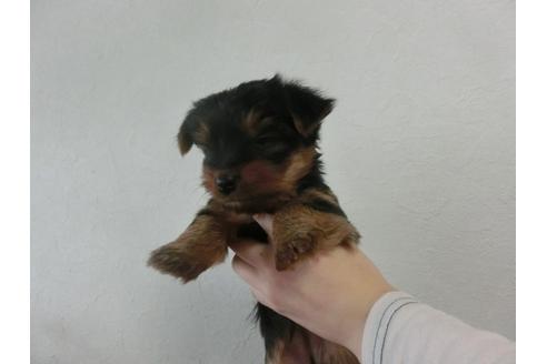 成約済の福岡県のヨークシャーテリア-25615の1枚目