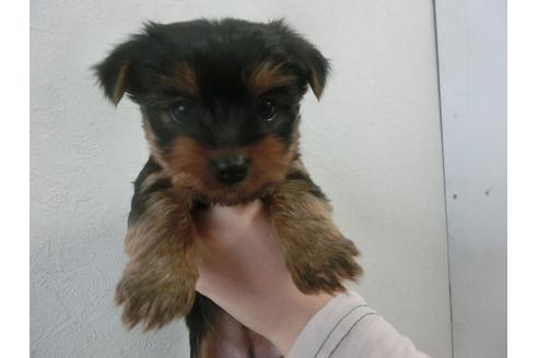 成約済の福岡県のヨークシャーテリア-25615の2枚目