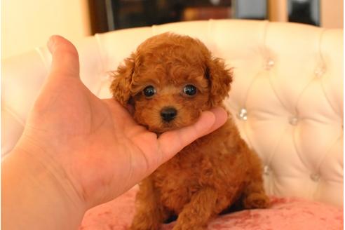 成約済の茨城県のトイプードル-25650の5枚目