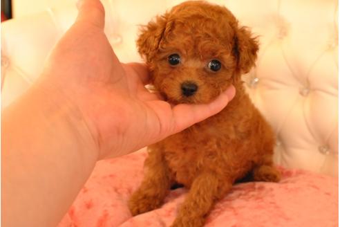 成約済の茨城県のトイプードル-25650の2枚目