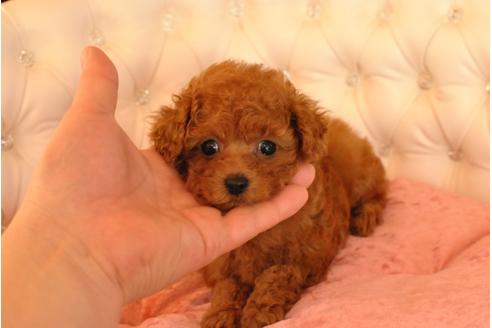 成約済の茨城県のトイプードル-25650の4枚目