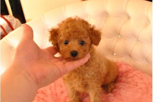 成約済の茨城県のトイプードル-25651の5枚目