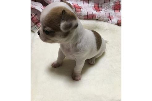 成約済の岡山県のチワワ(ロングコート)-25660の3枚目
