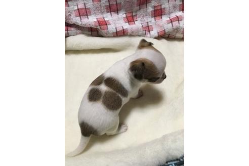 成約済の岡山県のチワワ(ロングコート)-25660の2枚目