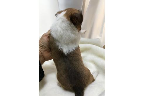 成約済の岡山県のチワワ(ロングコート)-25662の2枚目