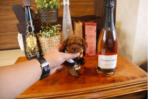 成約済の埼玉県のトイプードル-25663の1枚目