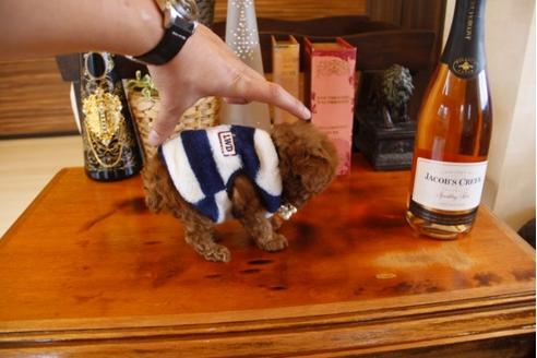 成約済の埼玉県のトイプードル-25663の2枚目