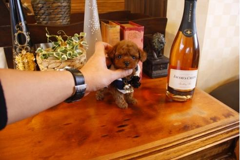 成約済の埼玉県のトイプードル-25663の3枚目