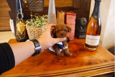 成約済の埼玉県のトイプードル-25663の4枚目