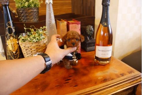 成約済の埼玉県のトイプードル-25663の5枚目