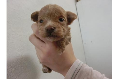 成約済の福岡県のミックス犬-25691の1枚目