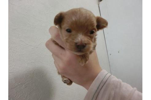 成約済の福岡県のミックス犬-25691の2枚目