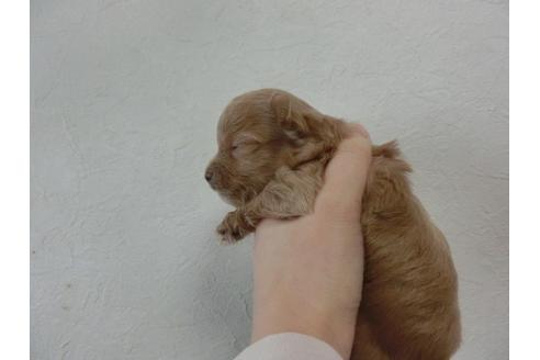 成約済の福岡県のミックス犬-25691の3枚目