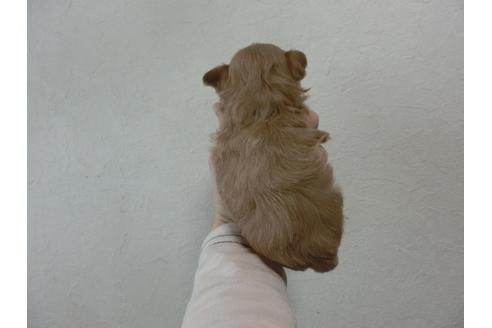 成約済の福岡県のミックス犬-25691の5枚目