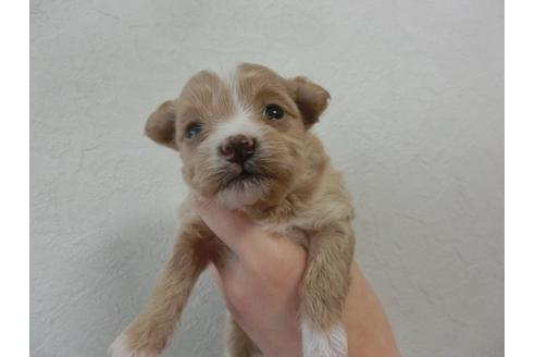 成約済の福岡県のミックス犬-25692の1枚目