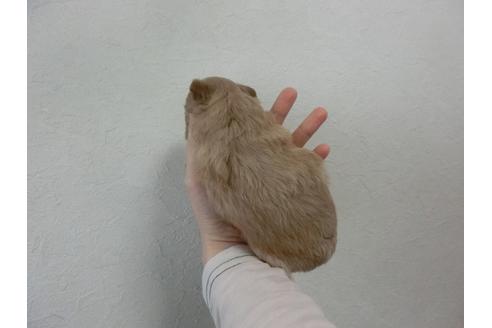 成約済の福岡県のミックス犬-25692の3枚目