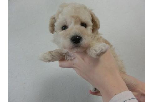 成約済の福岡県のトイプードル-25693の2枚目