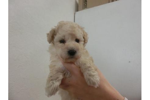 成約済の福岡県のトイプードル-25693の3枚目