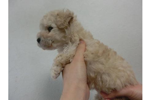 成約済の福岡県のトイプードル-25693の1枚目