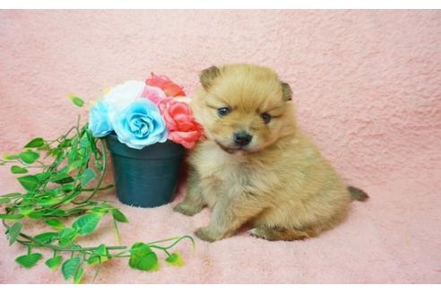 成約済の奈良県のポメラニアン-25697の1枚目
