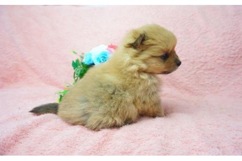 成約済の奈良県のポメラニアン-25697の4枚目