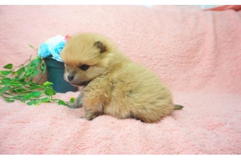 成約済の奈良県のポメラニアン-25698の3枚目