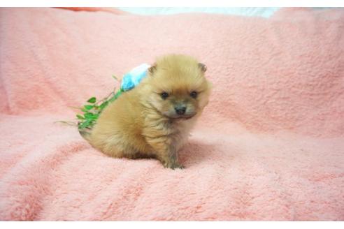 成約済の奈良県のポメラニアン-25698の4枚目