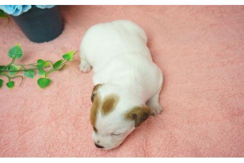 成約済の奈良県のジャックラッセルテリア-25699の4枚目