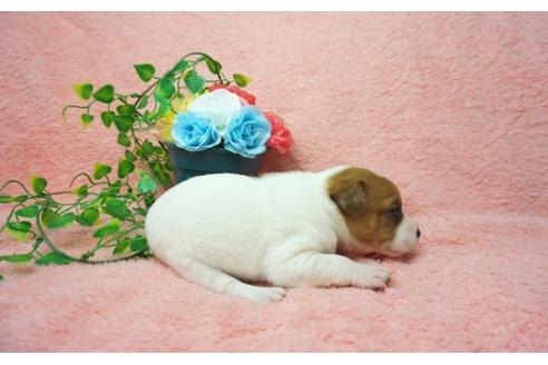 成約済の奈良県のジャックラッセルテリア-25700の4枚目