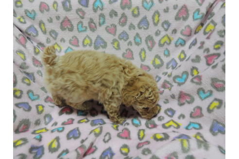 成約済の香川県のトイプードル-25476の2枚目