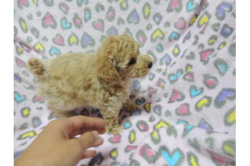 成約済の香川県のトイプードル-25476の1枚目