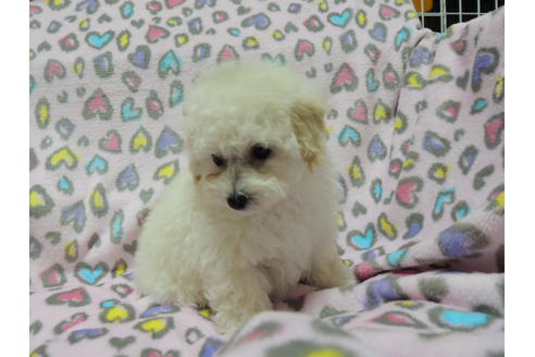 成約済の香川県のトイプードル-24536の4枚目