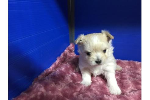 成約済の佐賀県のミックス犬-25750の2枚目