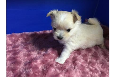 成約済の佐賀県のミックス犬-25750の1枚目