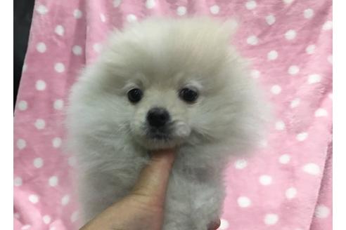成約済の青森県のポメラニアン-25213の1枚目